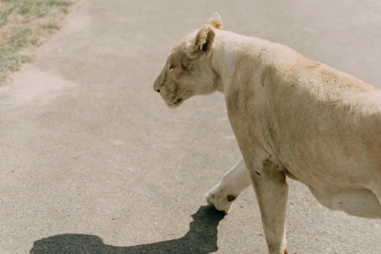 a white lion walking down a street with the shadow of its rear end