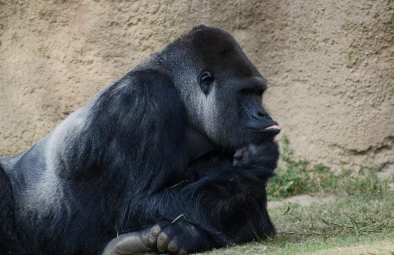 a gorilla in a zoo enclosure eating grass