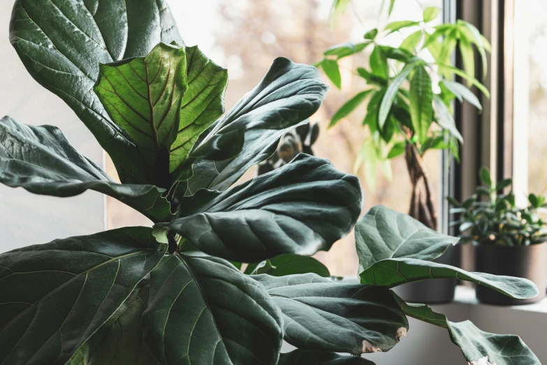 two plants sitting next to a window in a room