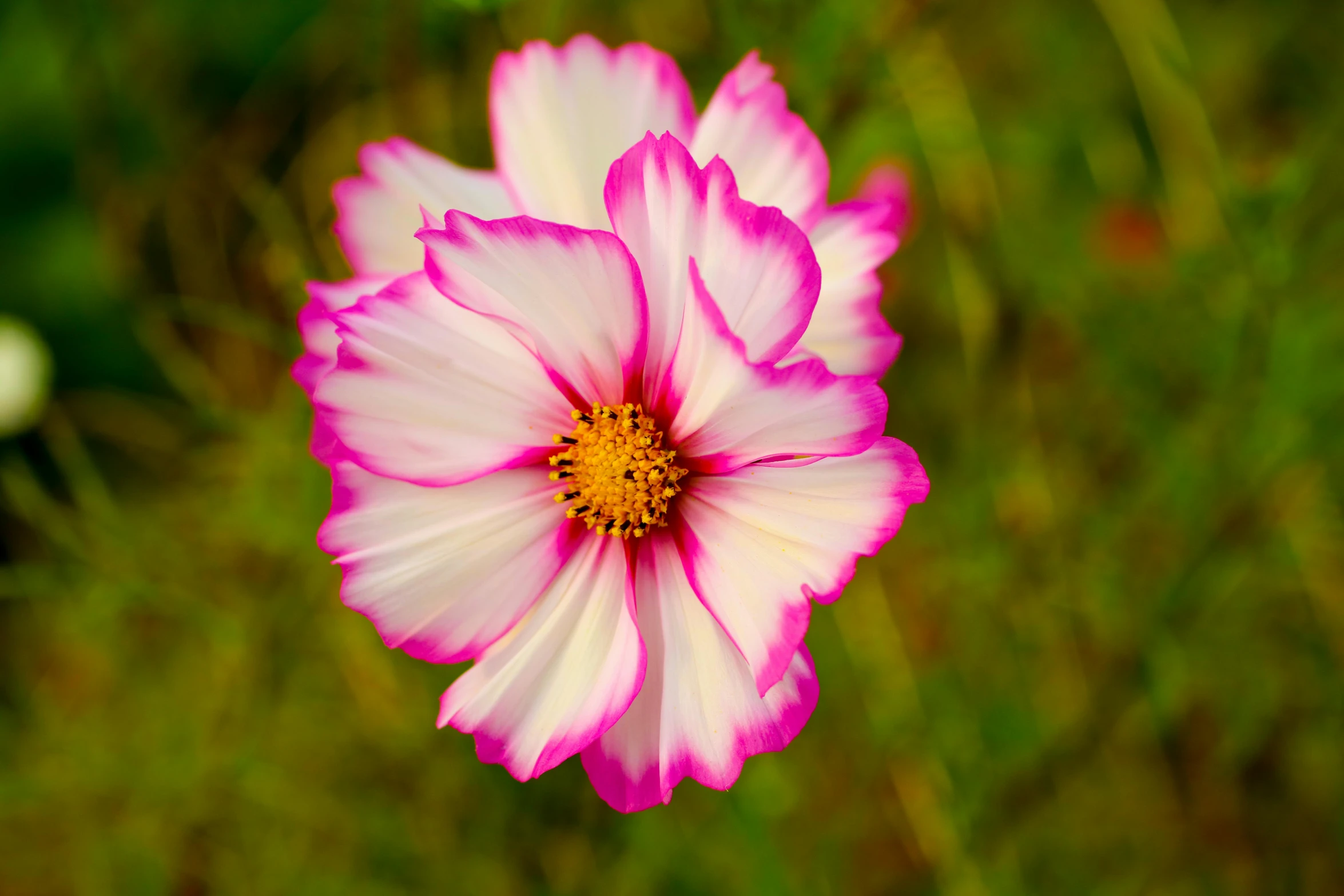 two beautiful pink flowers sitting in front of some green grass