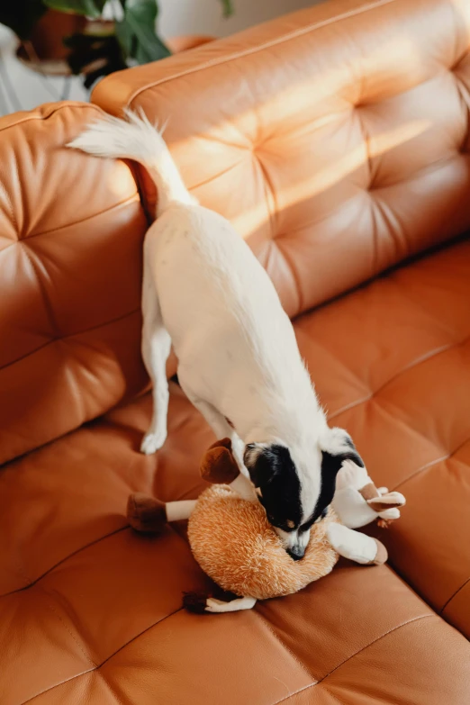 the dog is playing with the toy on the couch