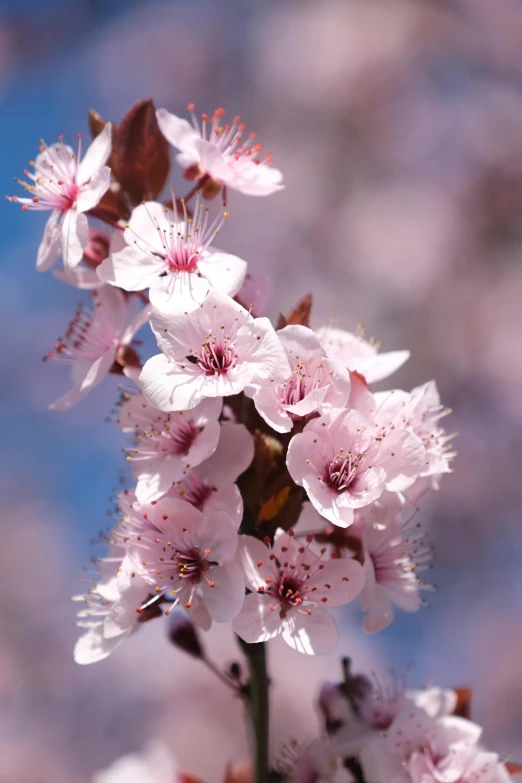 the flower of a blooming almond tree in bloom