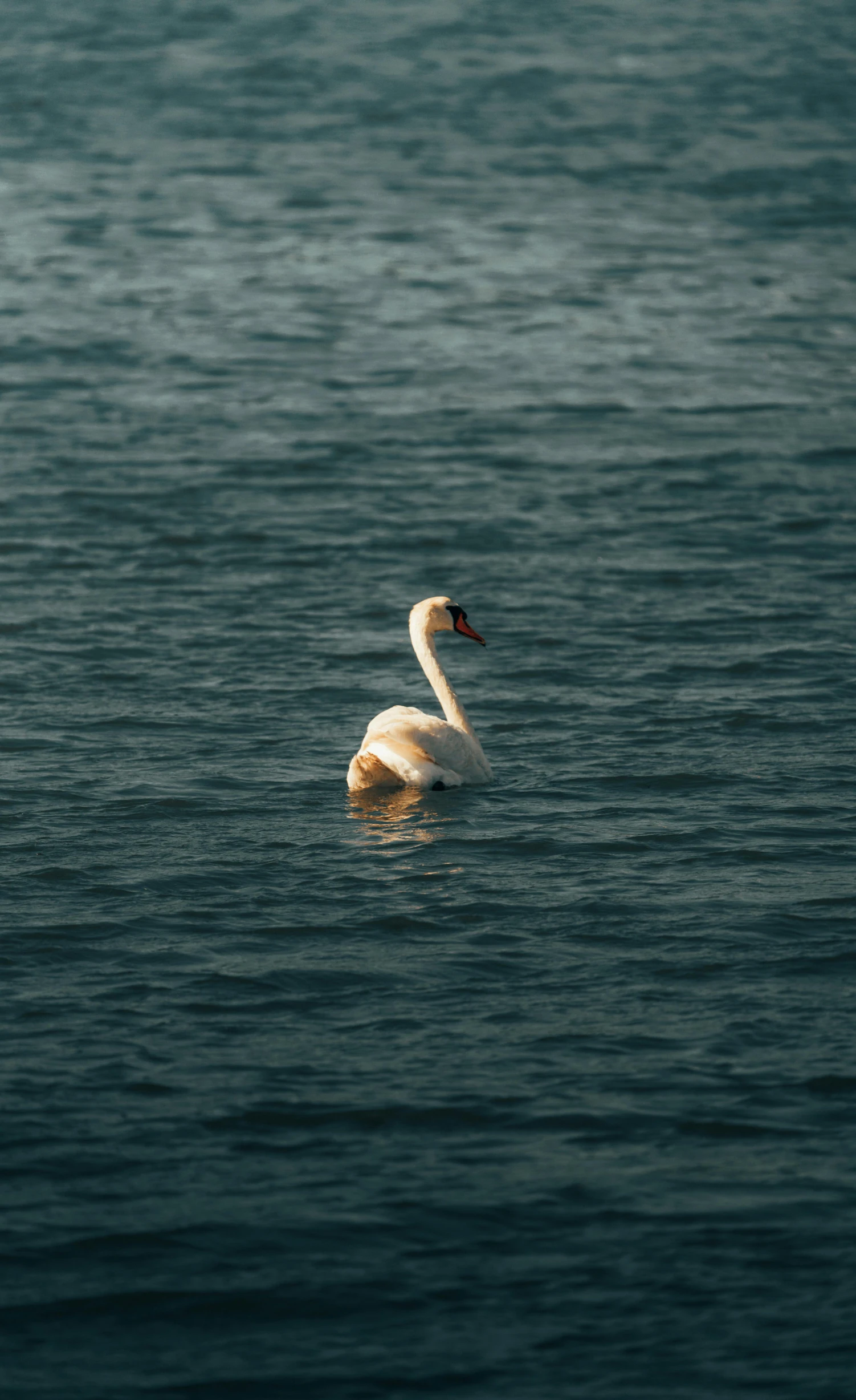 two birds are swimming in a large body of water