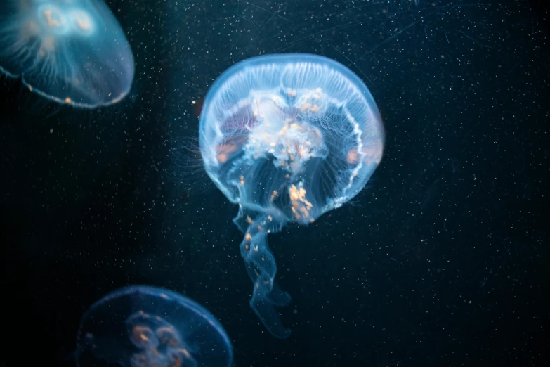 three large jellyfish in a tank with black background