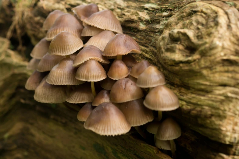 several little mushrooms grow from a tree stump