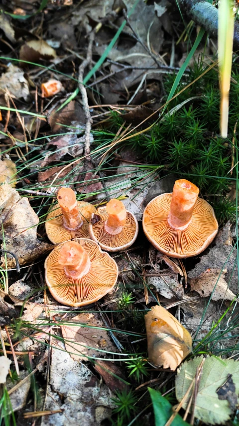 a group of brown mushrooms sitting on the ground
