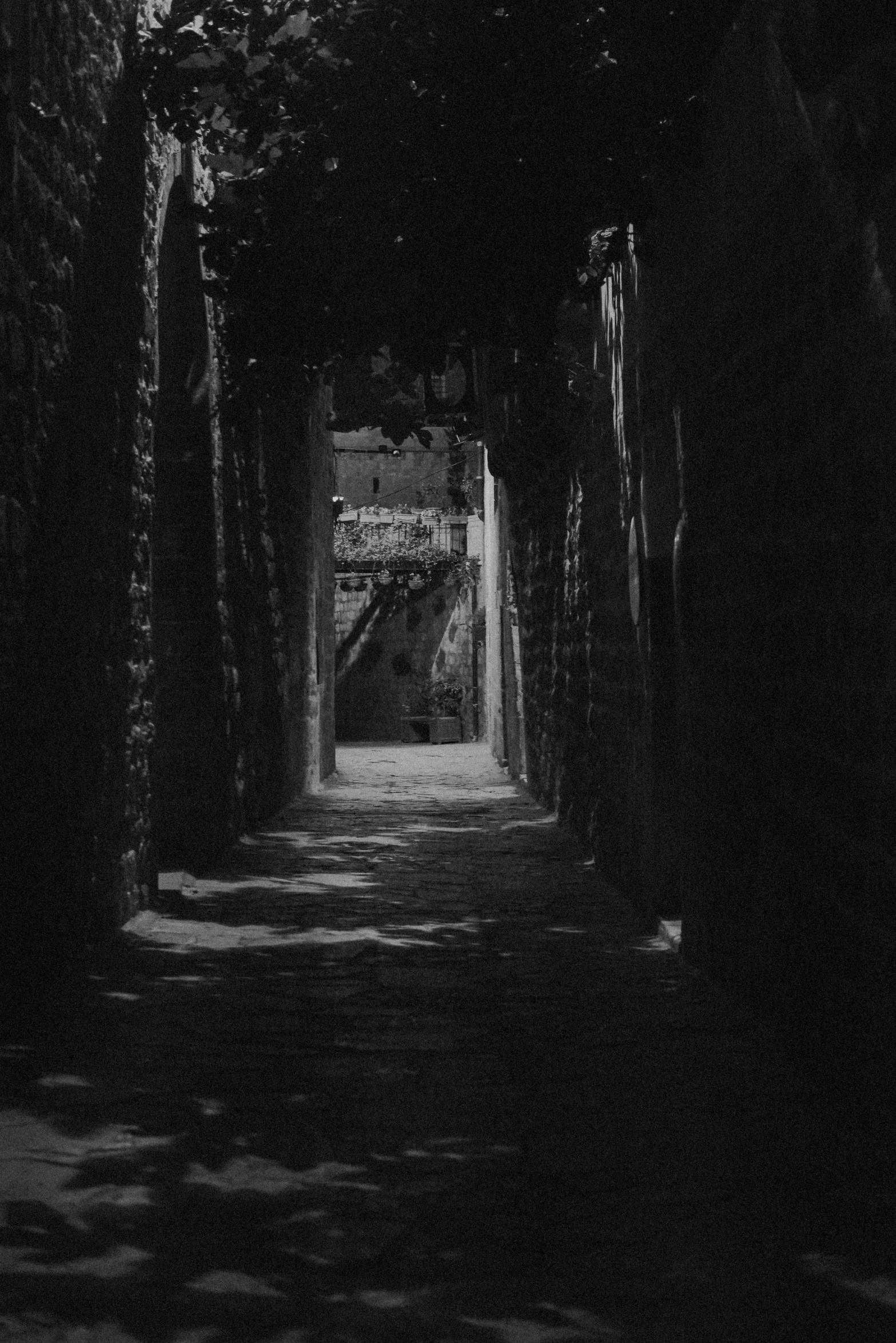 an alley leading down into the dark forest