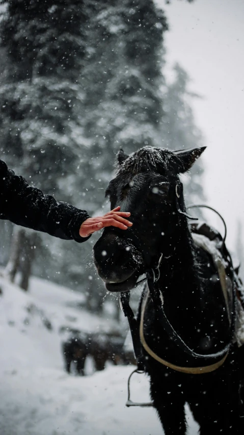 a woman feeding the horse with it's mouth