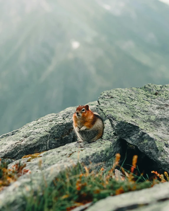 a rock and a cat are on the side of a hill