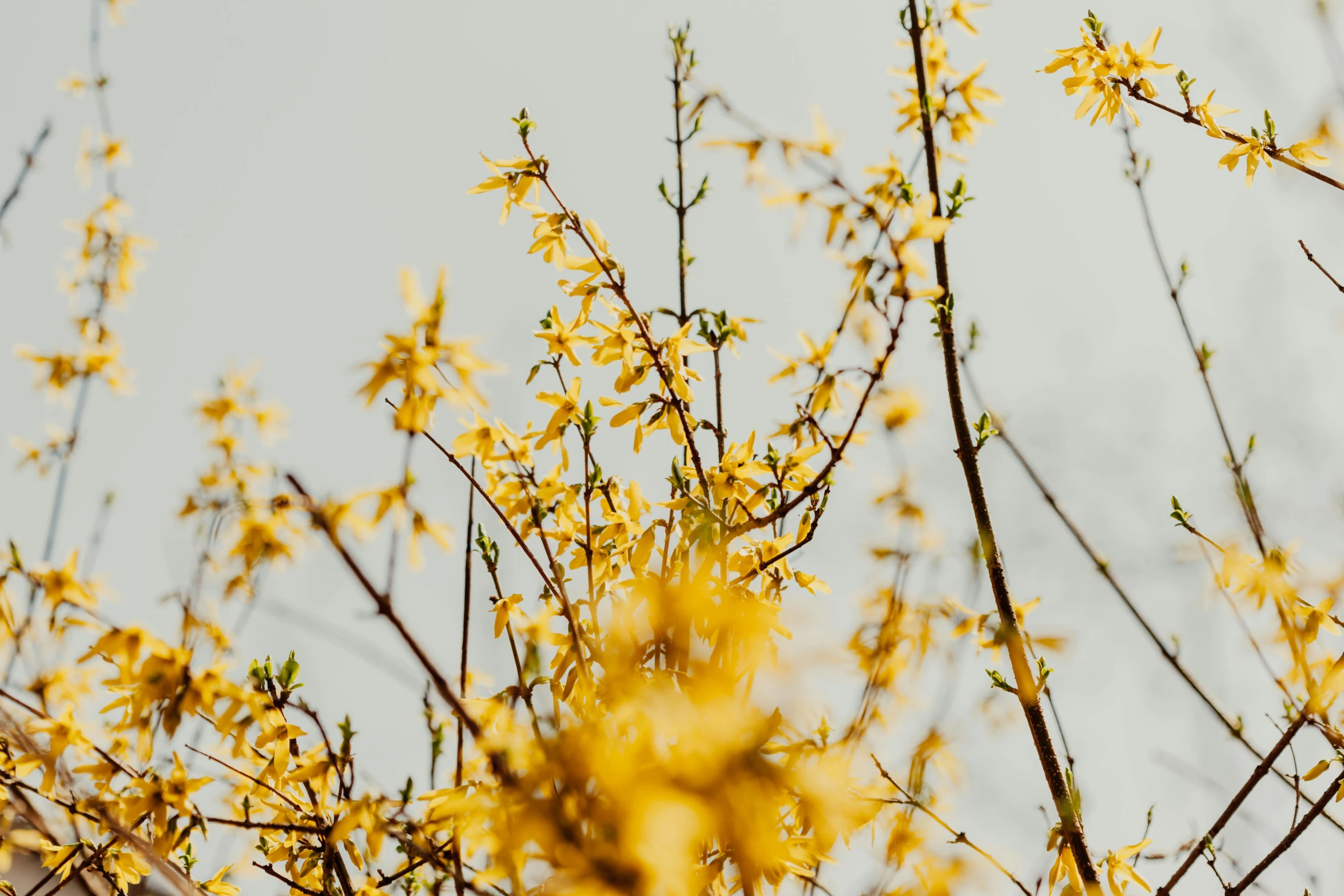 some yellow flowers that are against the sky