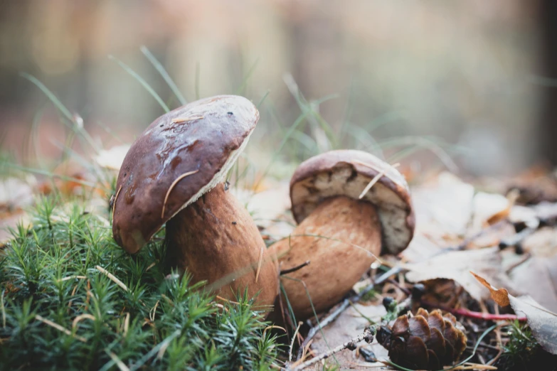 mushrooms on the ground covered with pine cones and needles