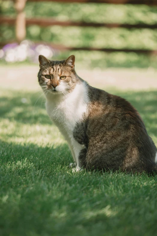 cat in the grass looking to his left