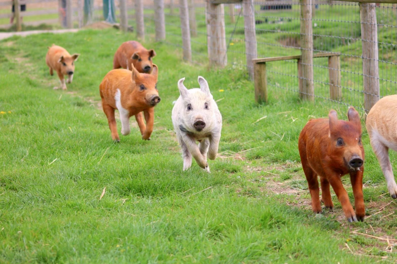 cows are running with their baby along a fence