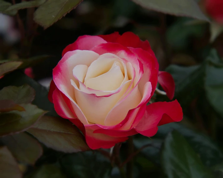 a pink rose blooming on top of a green leaf