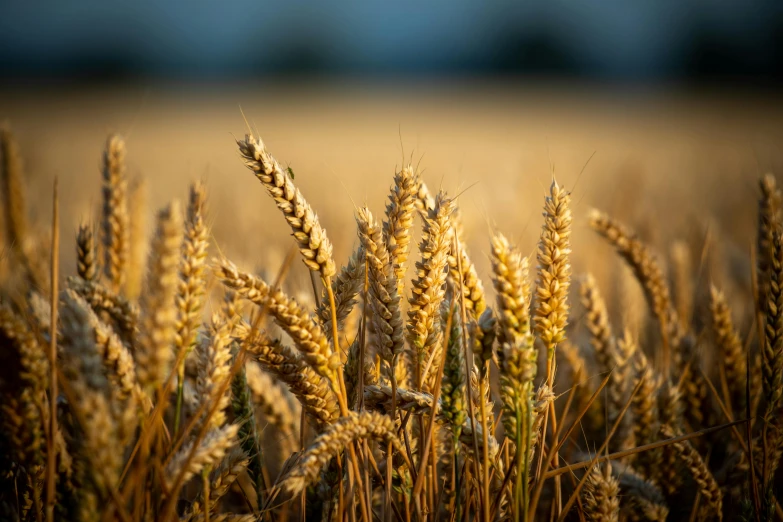 a field of ripe wheat is in the foreground