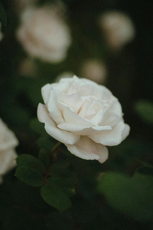 white rose flower blooming on a green plant