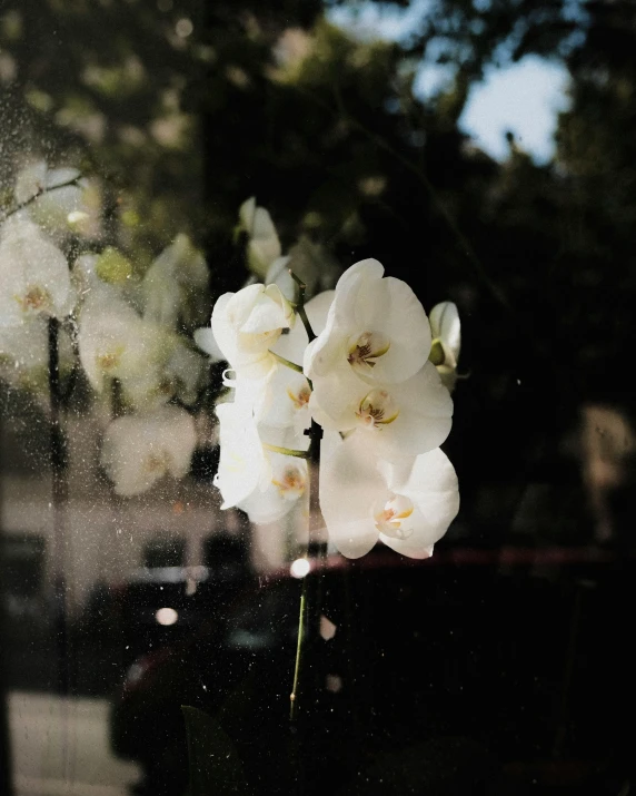 some white flowers are sitting on a window sill