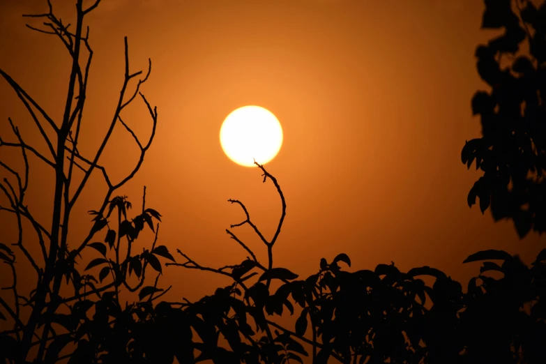 a small bird is sitting on a tree nch during sunset