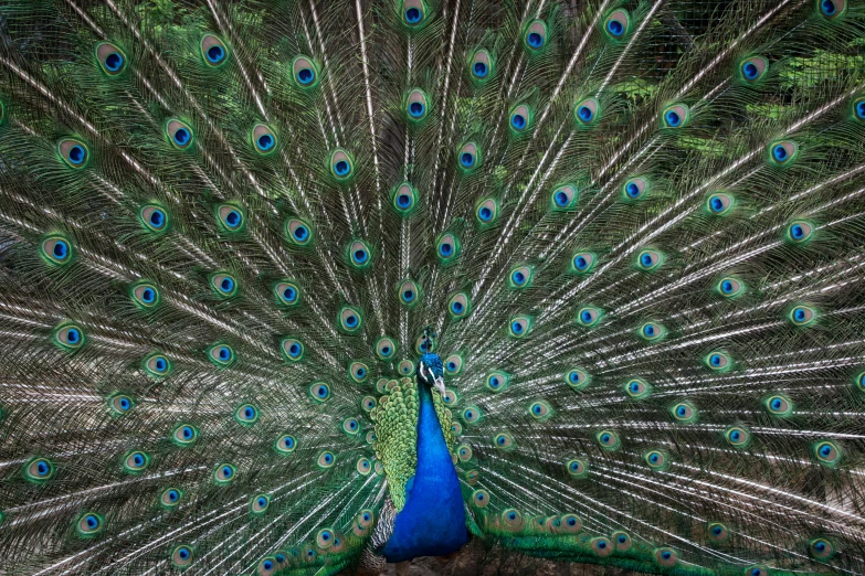 a peacock has its feathers showing while standing on some rocks