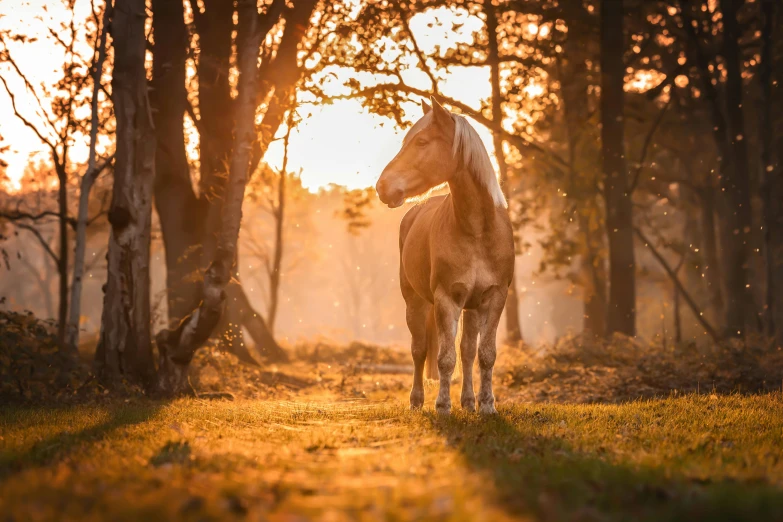 a brown horse standing in the middle of a forest at sunset