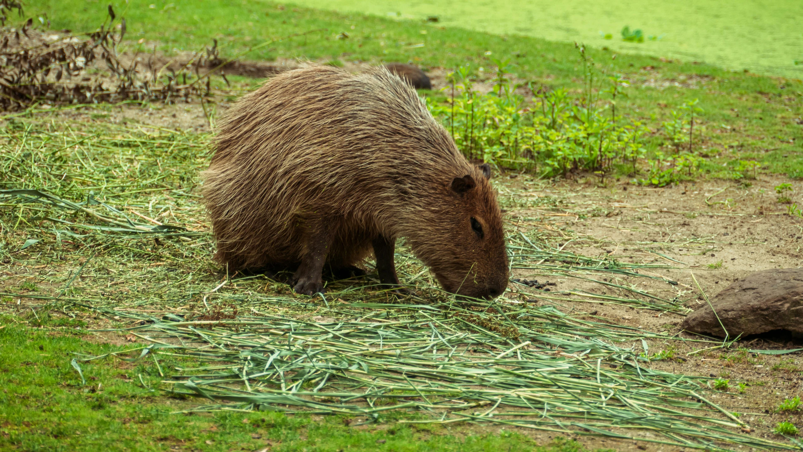 the large brown animal is on a patch of grass