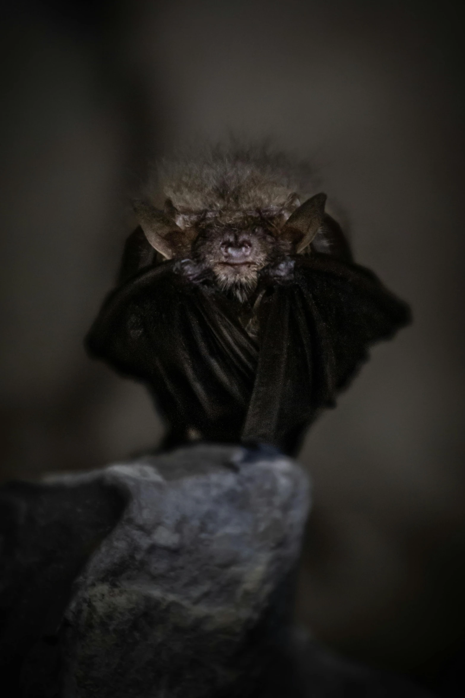 the brown bat is resting on the rock