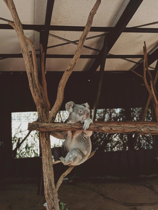 an animal that is climbing up a tree