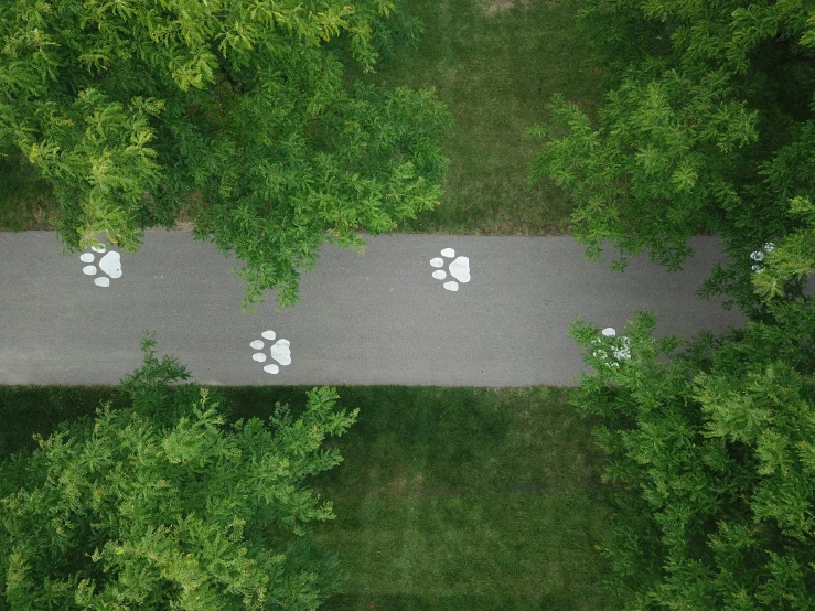 an aerial view shows walking footprints in a path surrounded by green trees