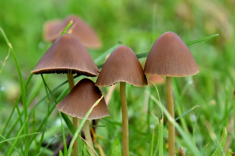 five little brown mushrooms sitting in the grass
