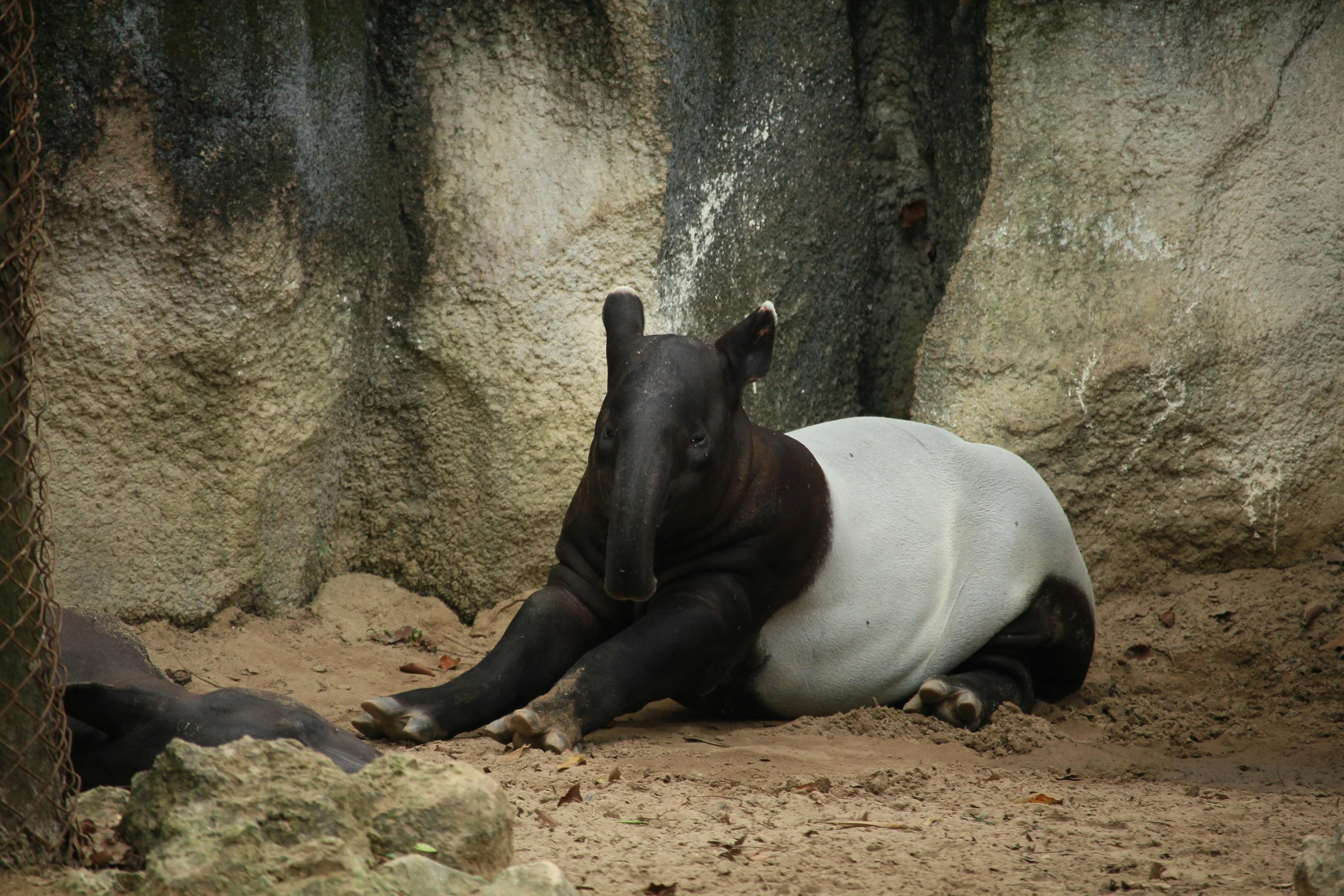 the giant animal relaxes in the dirt