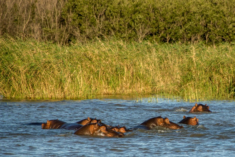 some elephants wade into the river to drink