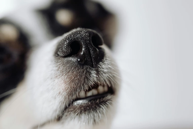a close up s of a dog's face and nose