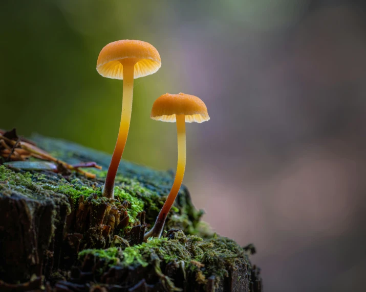 two orange mushrooms grow on top of a mossy stump