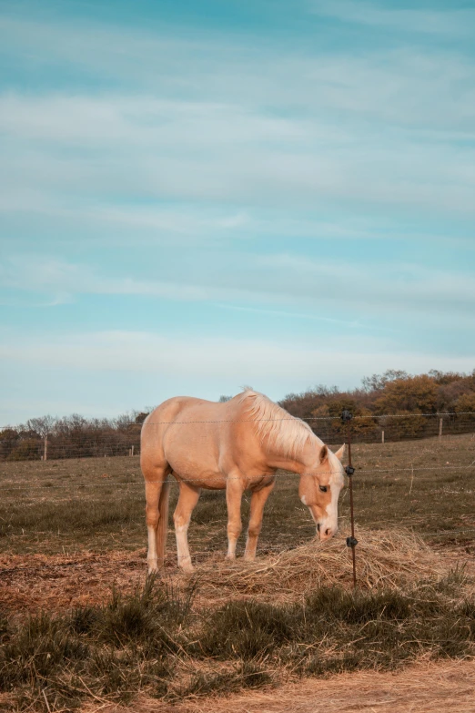 a single brown horse eating grass on a dry field