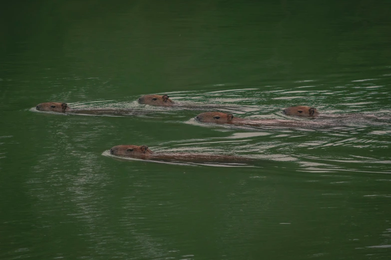 three brown bears swimming in the ocean near one another