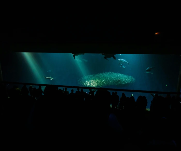 a group of people look at large fish swimming in the water