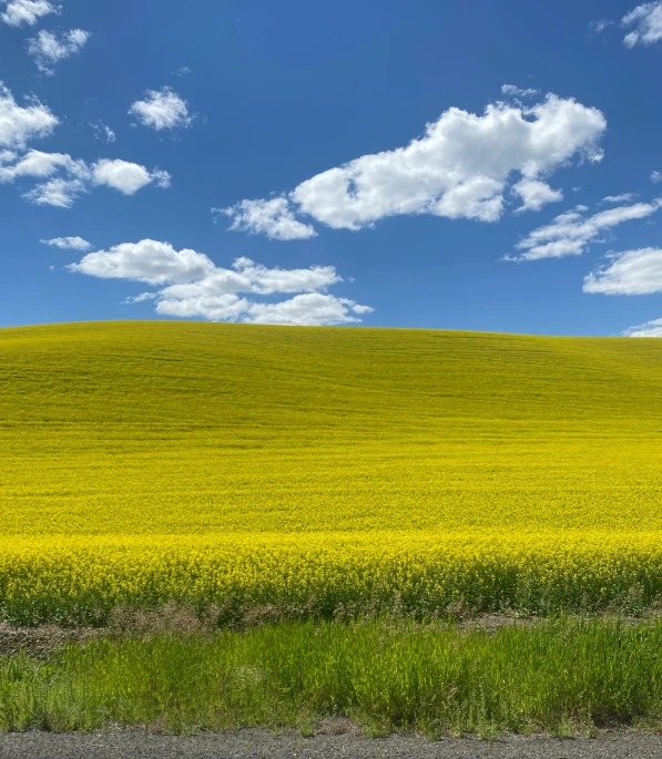 a yellow field of grass with some clouds in the background