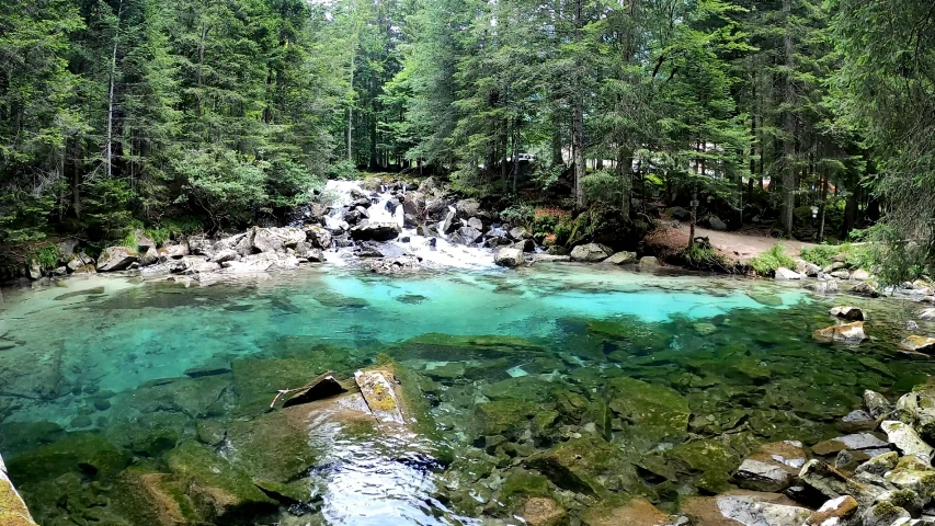 a group of trees surrounding the body of water