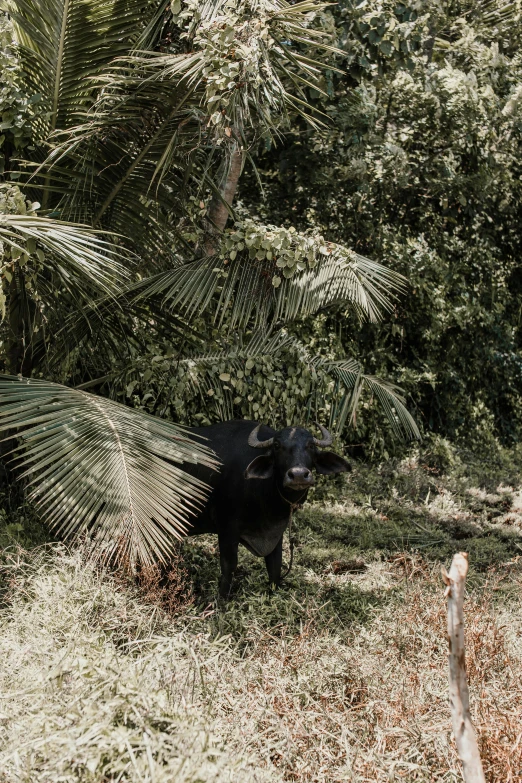 a bear standing in the grass next to a tree