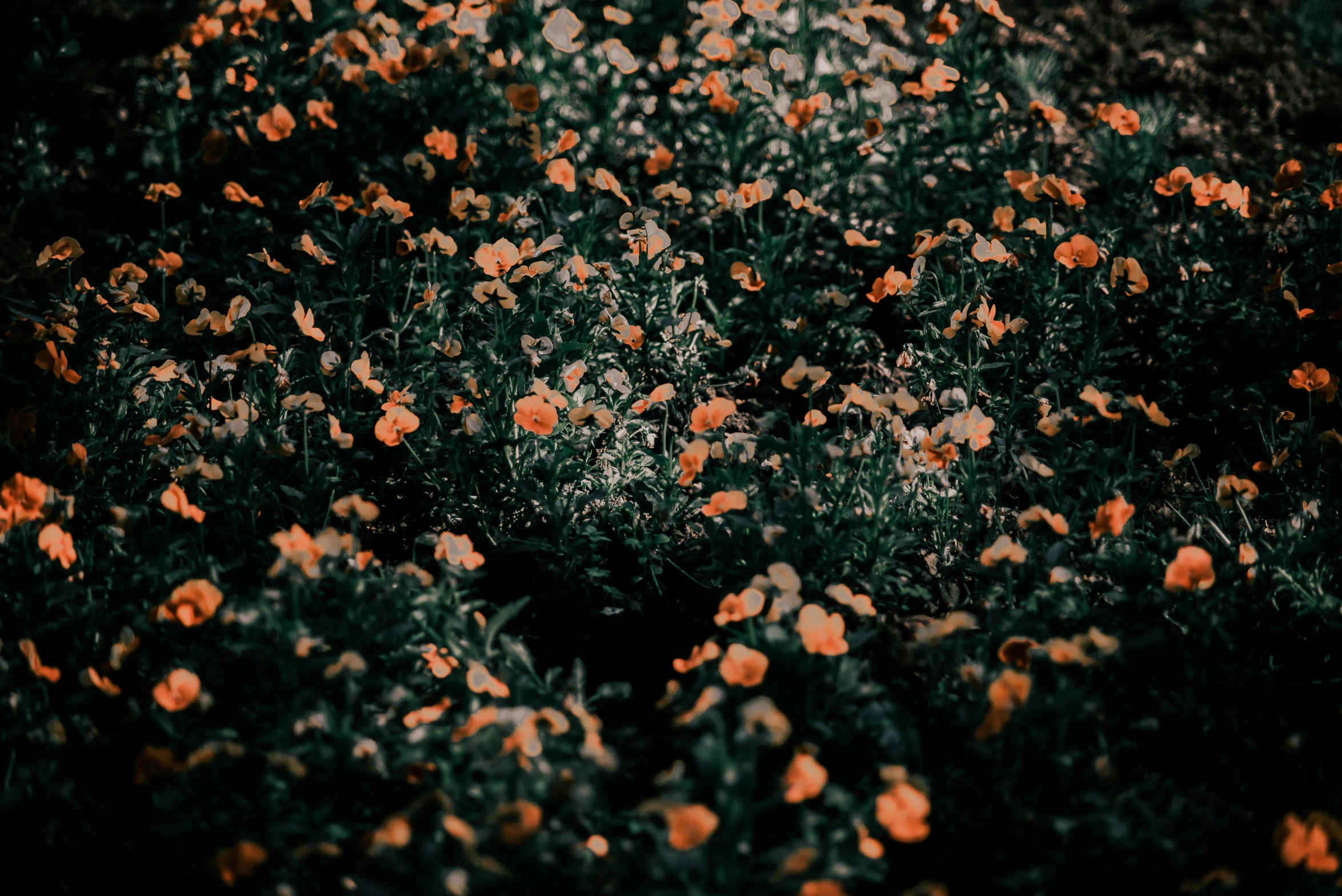 many small yellow flowers are scattered over the grass