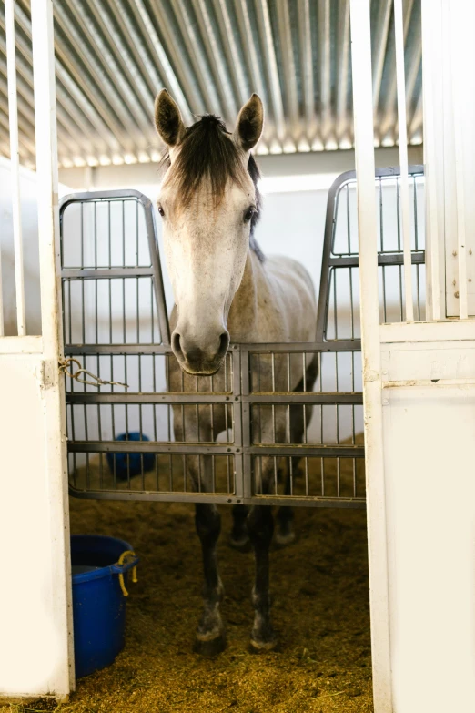 the horse is standing in its stall, and it's looking at soing