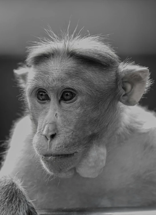 a monkey sitting down looking off into the distance