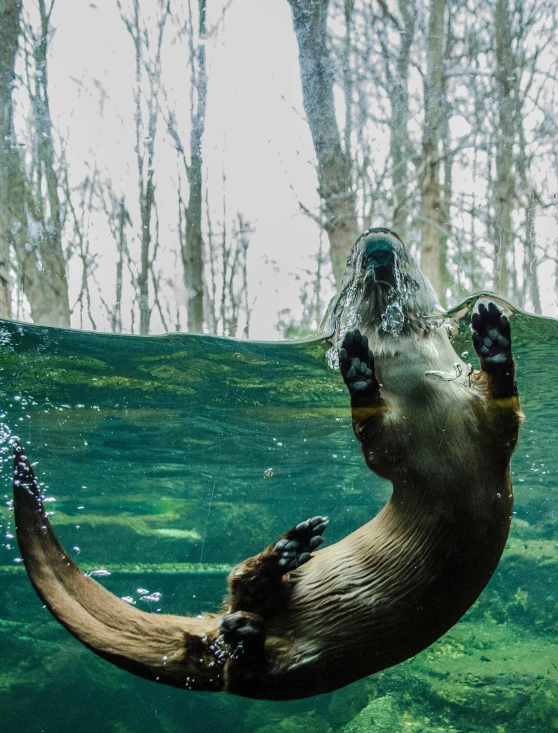 an otter is diving into a body of water