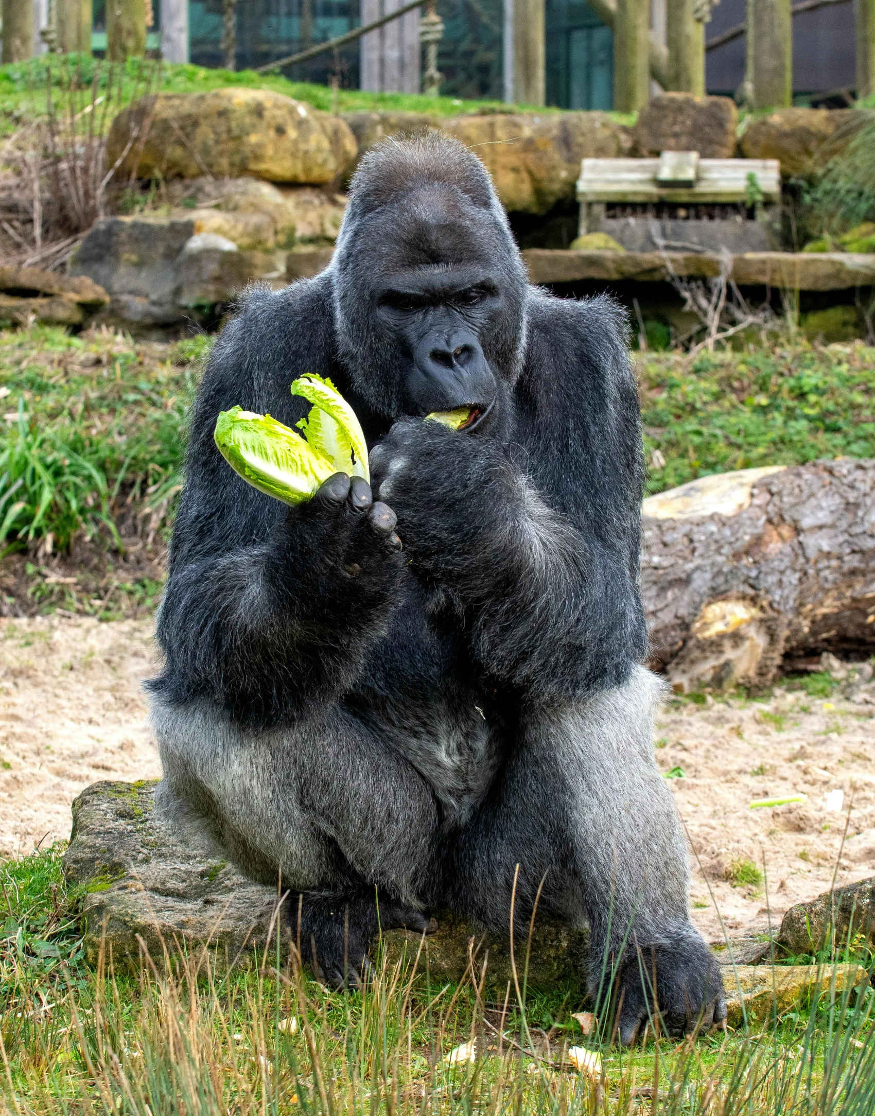 two gorillas standing next to each other in the grass