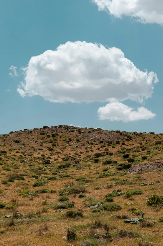 a single giraffe standing in the middle of a field