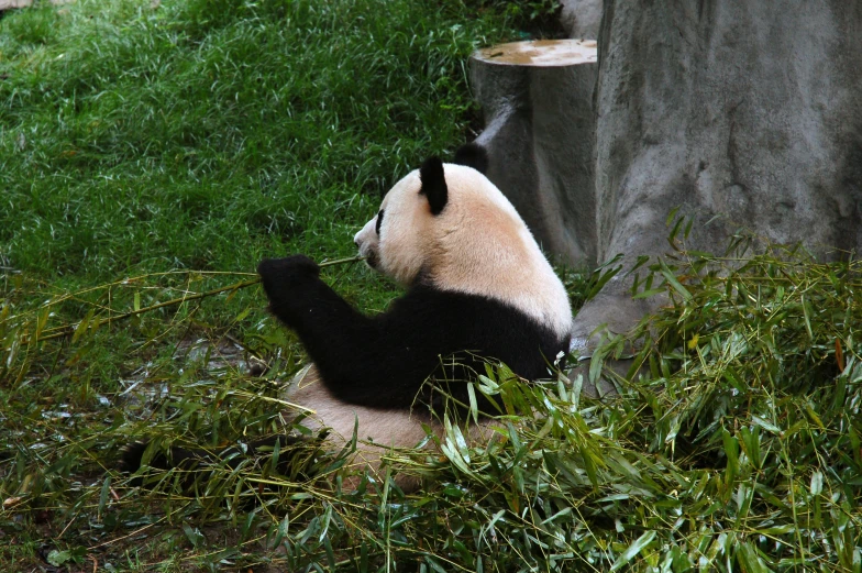 a panda bear is sitting in the grass