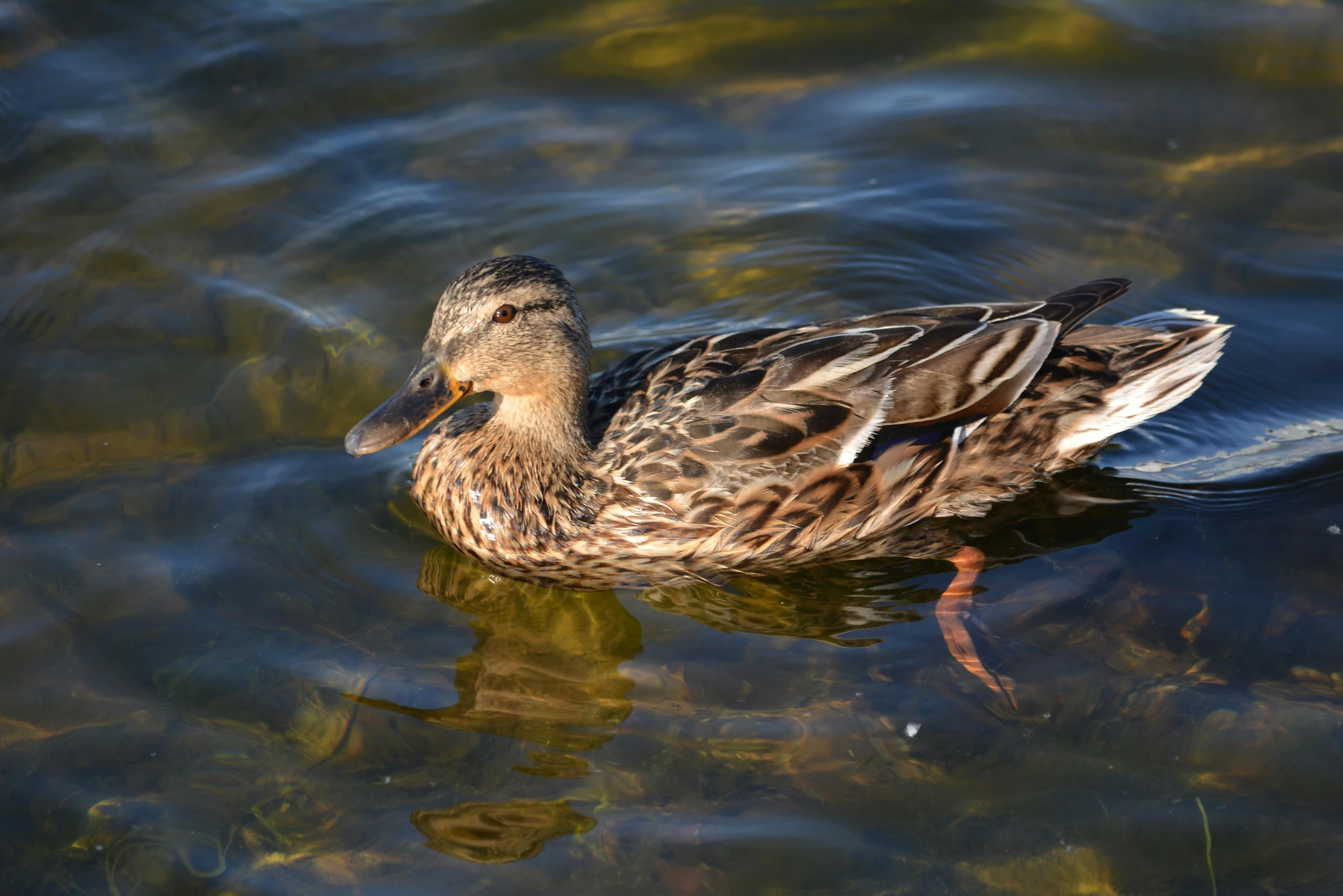 a duck that is swimming on some water