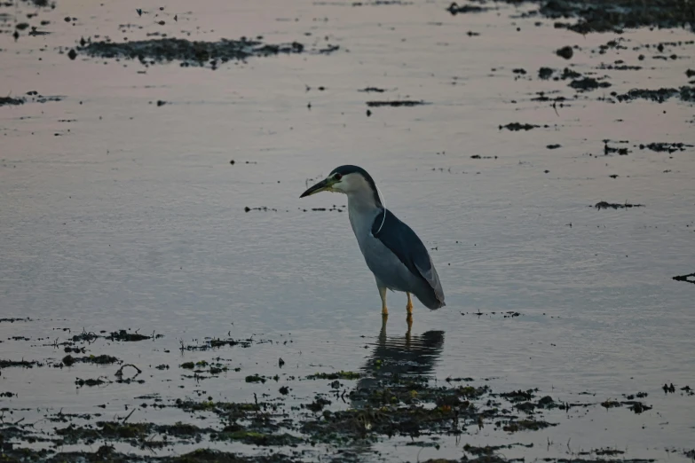 a bird standing in the middle of some water