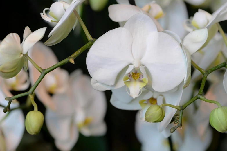 a white orchid with a green bud