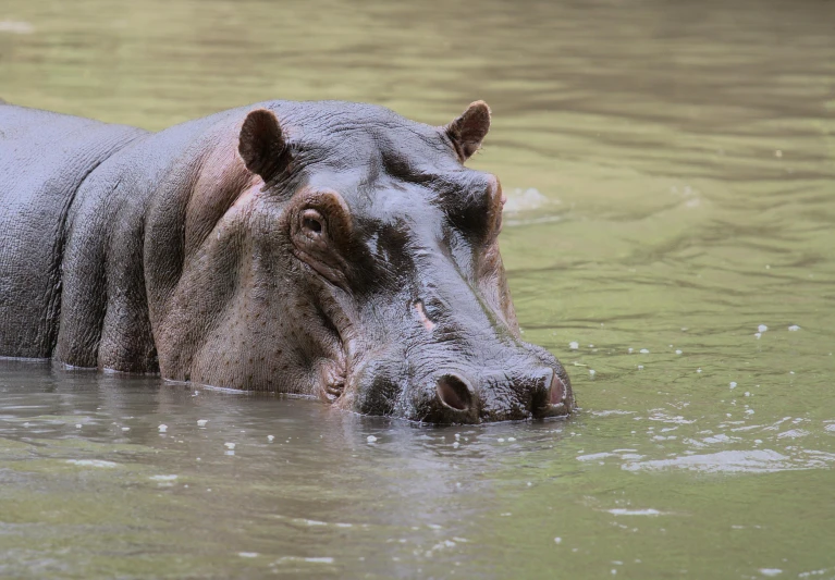 a hippo in water looking at the camera